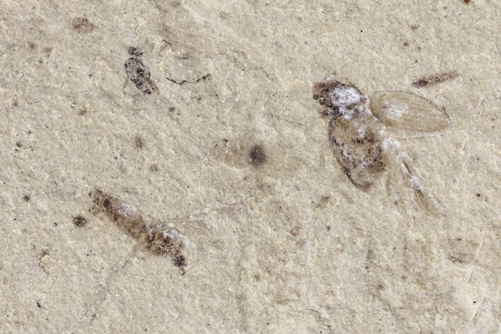 Fossil Beetle (Coleoptera) - Green River Formation, Utah #101671